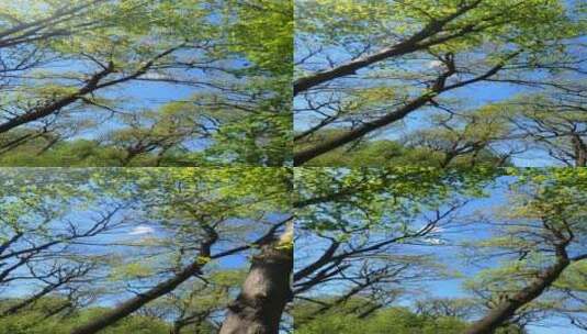 春天森林的垂直视频高清在线视频素材下载