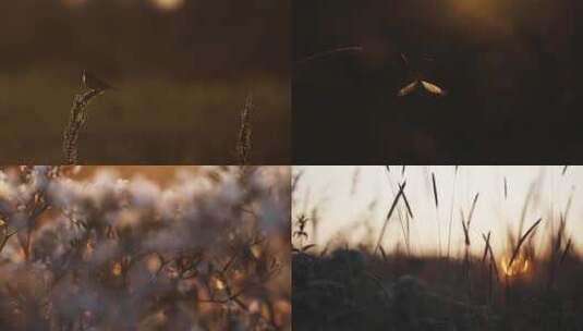 黄昏日落夕阳植物昆虫逆光唯美特写合集高清在线视频素材下载