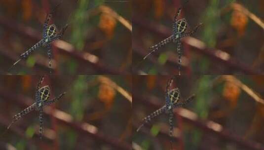 织网的蜘蛛高清在线视频素材下载