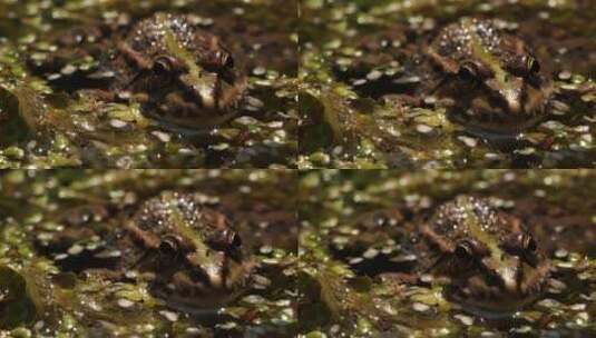 沼泽中青蛙的大镜头高清在线视频素材下载