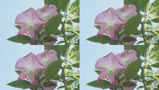 4k背景为蓝天的粉红色花朵高清在线视频素材下载