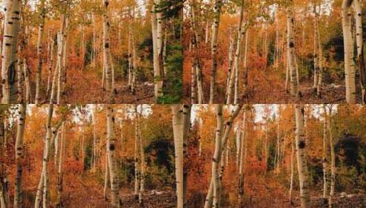 秋天大自然下的森林树木 美丽的自然风光高清在线视频素材下载