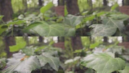 林地的植物叶子生长高清在线视频素材下载