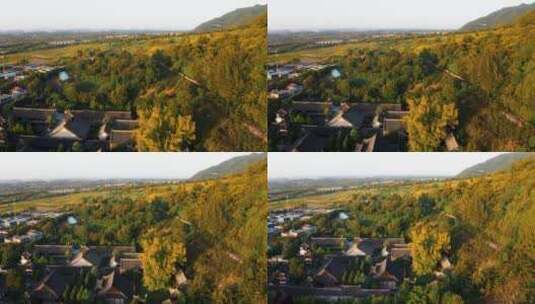 西安古观音禅寺千年银杏树高清在线视频素材下载