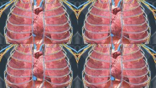 人体 器官 心脏 心血管系统 心跳 动画高清在线视频素材下载