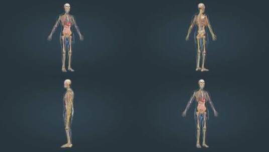医学人体骨骼骨架神经系统三维动画高清在线视频素材下载