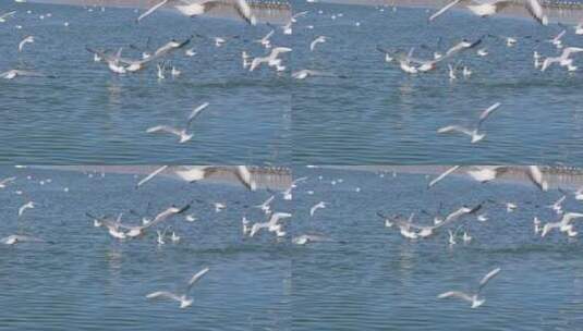 水面上成群结队的海鸥高清在线视频素材下载