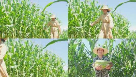 玉米种植高清在线视频素材下载