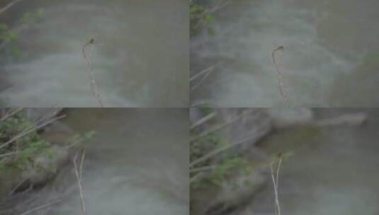 河流小溪青草蜻蜓高清在线视频素材下载