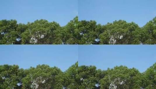 树顶出字片头画面空镜头高清在线视频素材下载