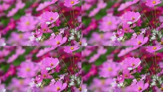 粉红色的花朵高清在线视频素材下载
