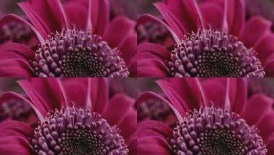红-菊-花的-特-写镜头高清在线视频素材下载