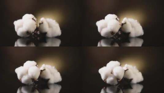 棉花植物芽高清在线视频素材下载