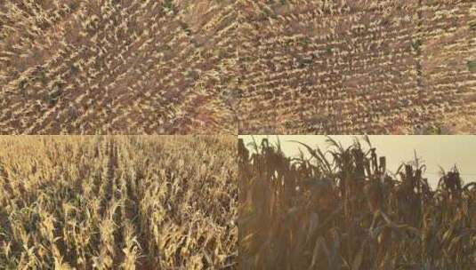 枯黄的玉米干旱高清在线视频素材下载