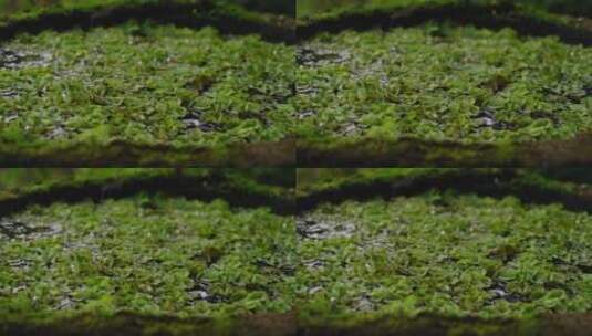 池塘里的海藻特写高清在线视频素材下载