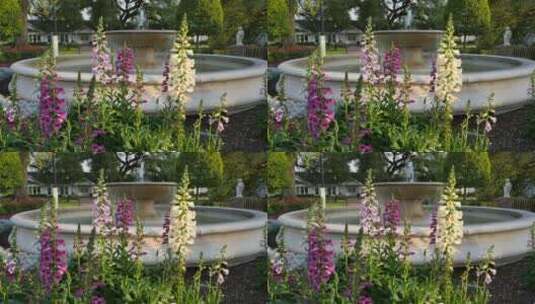 喷泉池旁花坛盛开的野花高清在线视频素材下载