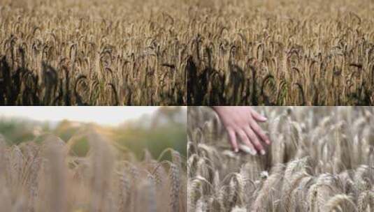 成熟的小麦高清在线视频素材下载