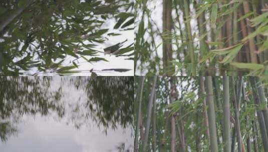 夏天阵风吹拂竹叶 竹影婆娑高清在线视频素材下载