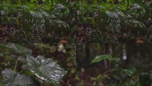 【合集】雨水滴落在森林植物上-禅意空镜高清在线视频素材下载