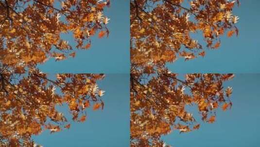 秋季枯黄的枫叶高清在线视频素材下载