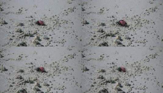 沙滩上螃蟹进出洞口的特写高清在线视频素材下载
