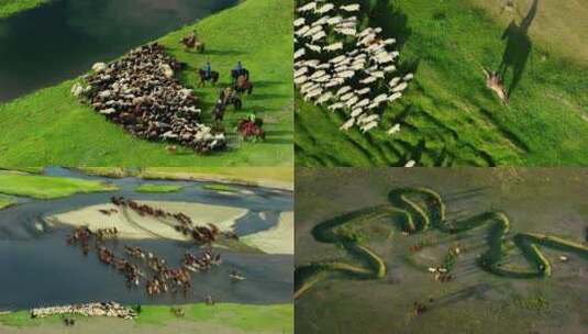 蒙古大草原牧民放牧高清在线视频素材下载