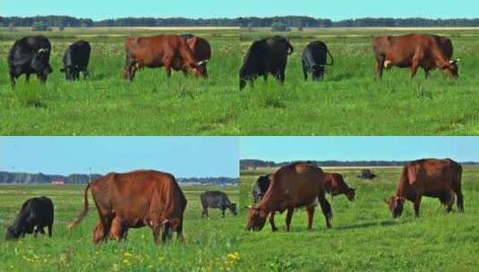草原 牛群放牧高清在线视频素材下载