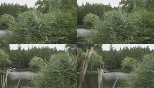 风中摇曳的芦苇丛高清在线视频素材下载