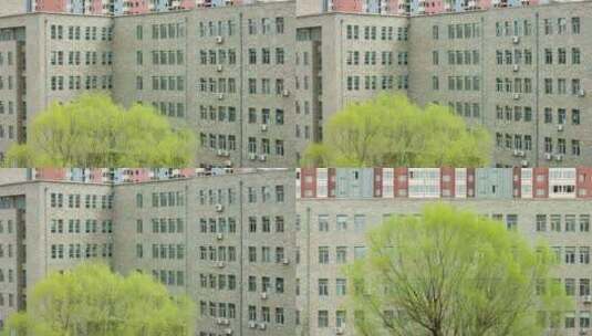 柳树随风摇动初春季节建筑物楼房前高清在线视频素材下载