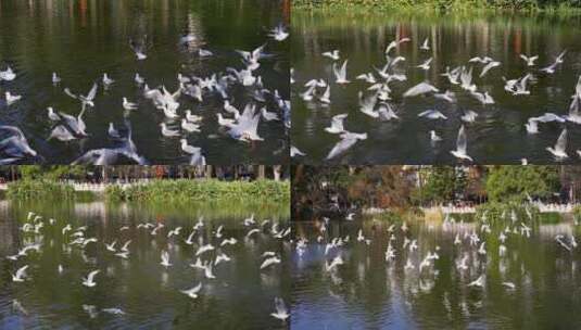 昆明翠湖公园飞翔的海鸥升格慢动作高清在线视频素材下载