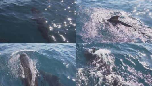 领航鲸在海中游泳高清在线视频素材下载