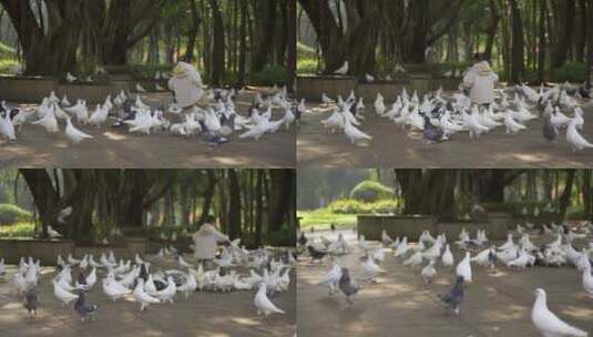 小孩在鸽子广场追逐鸽子喂鸽子高清在线视频素材下载