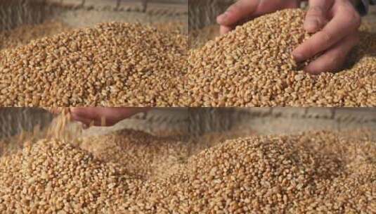 小麦麦穗农业三农粮食丰收视频素材高清在线视频素材下载