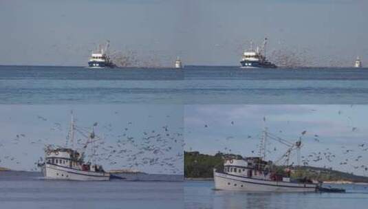 渔船与海鸥群高清在线视频素材下载