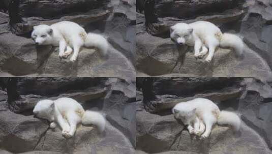 北极狐白狐休息睡觉懒散高清在线视频素材下载