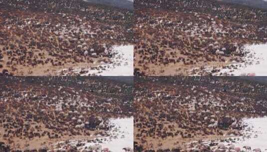 青海 青藏高原 冬天 牧场 羊群 山坡 绵羊高清在线视频素材下载