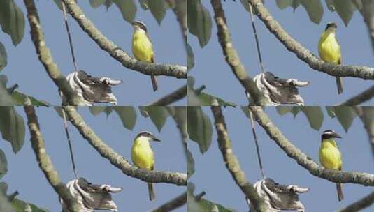 栖息在树上的小鸟高清在线视频素材下载
