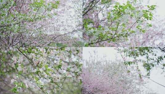 【原创】樱花升格慢镜头高清在线视频素材下载