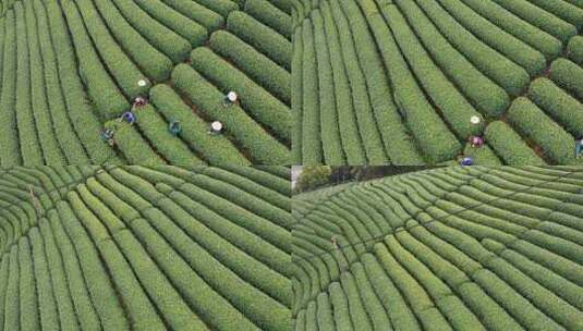 江南春天茶园采茶高低空航拍杭州龙井茶园高清在线视频素材下载