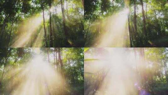 阳光森林树木高清在线视频素材下载