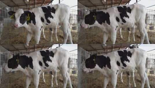 奶牛 小奶牛 奶牛场 奶牛养殖 (1)高清在线视频素材下载