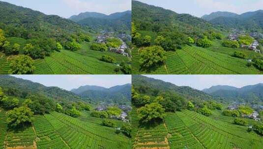 4k 航拍杭州西湖龙井茶乡农业种植特写高清在线视频素材下载