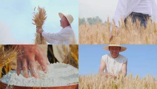 麦子成熟高清在线视频素材下载