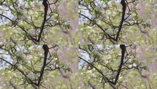 4K 春天梨花开 梨园 梨花特写 梨花开高清在线视频素材下载