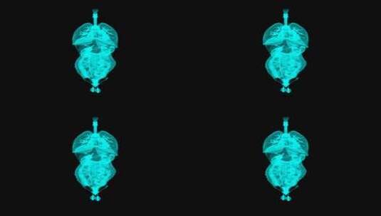 男性内脏器官旋转3D点线粒子科技HUD医疗高清在线视频素材下载