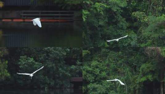 白鹭、苍鹭、夜鹭、飞翔、仙鹤高清在线视频素材下载