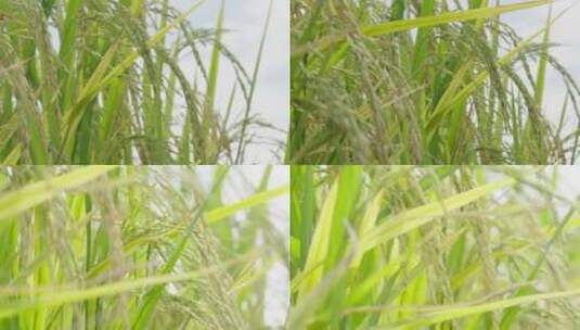美丽的田野，收获前的水稻高清在线视频素材下载