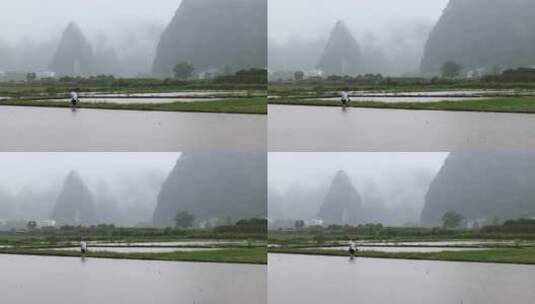 下雨天农民行走在田埂上高清在线视频素材下载