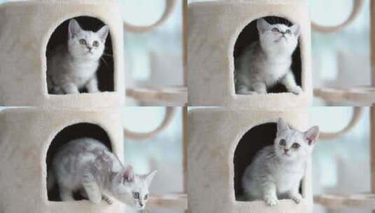 美国短发小猫在猫塔上玩耍高清在线视频素材下载