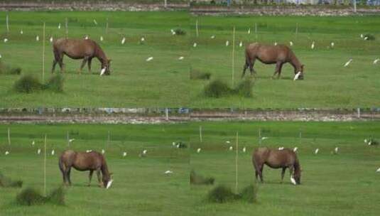 草地上马吃草视频高清在线视频素材下载